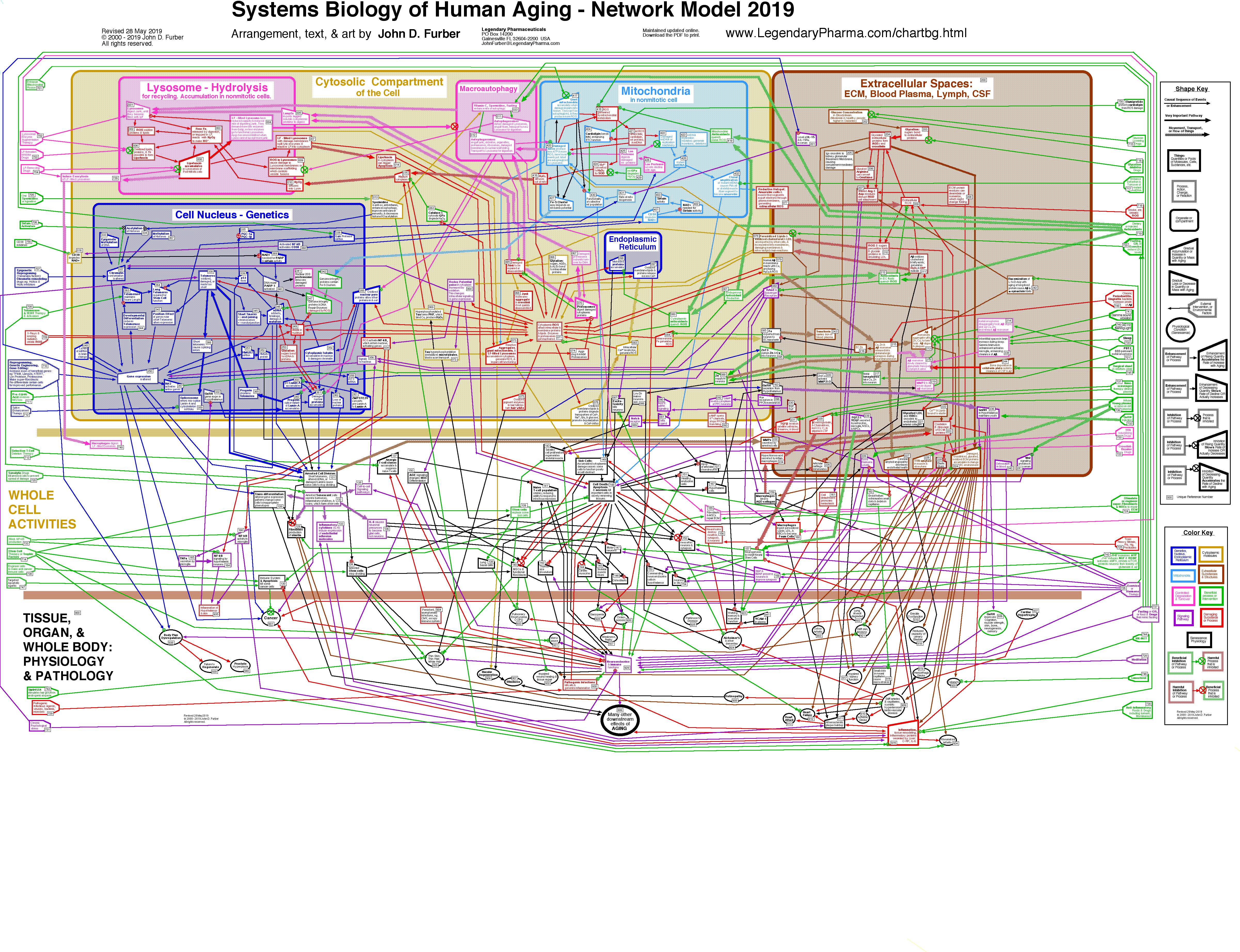 Complex Systems Biology Network Model of Human Aging